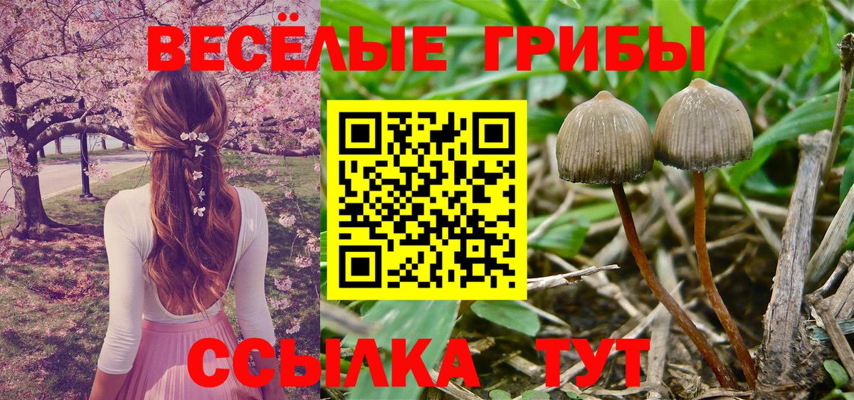 Псилоцибиновые грибы Cubensis  Вход с VPN  Саяногорск  Псилоцибиновые грибы прущие грибы 